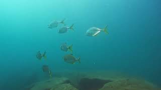 【映像記録】大瀬崎湾内の小魚を狙って南の海からギンガメアジの群れがやってきた Great trevally [upl. by Sedaiuqlem]