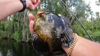 Catching Big Warmouth Shellcracker Bream And Catfish 6192024 [upl. by Ysteb]