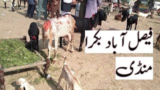 20 November 2024  Faisalabad Bakra Mandi  latest version [upl. by Cart]