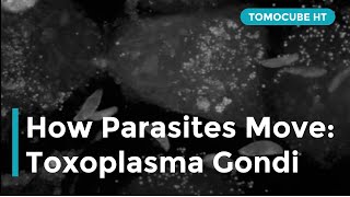 How Parasites Move Toxoplasma gondii [upl. by Niuq]