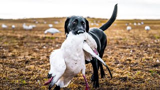 UNREAL Canada Snow Goose Hunting  100 Bird Day [upl. by Ambrosia]