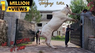 Rassi Tor De Weray Ne 😲  My Eid Ul Adha Vlog Day 01  Dangerous Cow Qurbani 2022  JNTV [upl. by Yreneh]