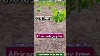 shivashakti Mahogany trees farmingअफ्रीकन महोगनी की खेती कैसे करें agriculture mahoganywood [upl. by Seidler137]