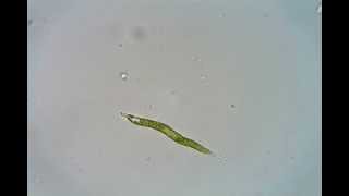 Lepocinclis acus Euglena acus [upl. by Airdnoed637]