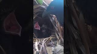 Greater Coucal Bird brings a another baby bird to feed the babies [upl. by Akinuahs]