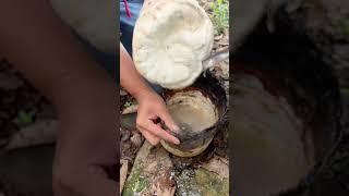 how is rubber made from trees rubber2024 shorts 2024 shortsfeed MrMithun00 🌲❤️🌲❤️ [upl. by Angeli]