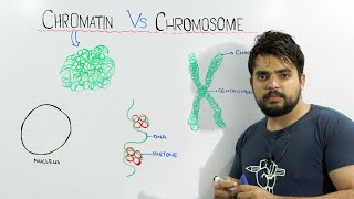 Chromatin vs Chromosome  An important concept of biology [upl. by Nauqas]