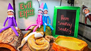 Evil Elf on the Shelf Snake Cage Day 11 [upl. by Agnizn]