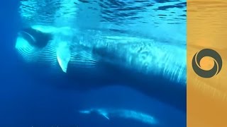 Eye To Eye With Mysterious Omuras Whales Off Madagascar Coast [upl. by Sage297]