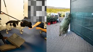 weekendvlog  naar de dierenarts amp de kerstboom hallen 152 [upl. by Groh]