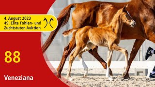 49th Verden Elite Foal OnLiveAuction Aug 4th No 88 Veneziana by Von Und Zu  Don Frederico [upl. by Joiner]