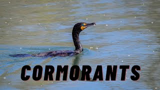 Cormorants Guide  Everything You Need to Know [upl. by Siuqcram]