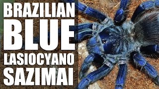 Pairing the Brazilian blue tarantula  Lasiocyano sazimai [upl. by Naenej]