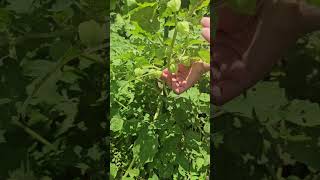 Growing ground CHERRIES shorts [upl. by Nagaer]