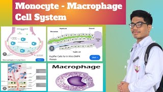 MonocyteMacrophage System  Reticuloendothelial System [upl. by Mosra]