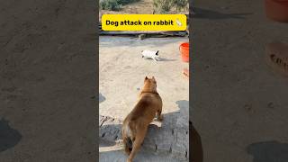 Dog attack on rabbit 🐇 minivlog petlover birds rabbit dog doglover kabutar pigeon [upl. by Trotter]