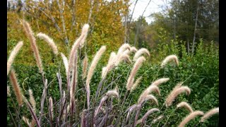 Gramíneas variedades de pennisetum  Decogarden [upl. by Seaden]