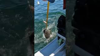 Best Fish of The Day fishing ocean halibut [upl. by Aridaj]