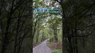 explore explorekentucky landbetweenthelakes nature gravelroad nationalforest [upl. by Enitsrik]