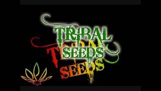 Tribal Seeds Beautiful Mysterious [upl. by Yenreit82]