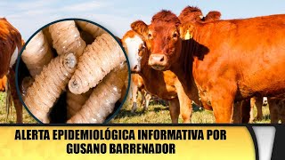 Alerta epidemiológica informativa por gusano barrenador [upl. by Elmaleh740]