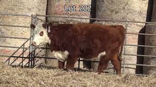 Lot 202 BAR JZ MARIAH 056K [upl. by Kingsley]