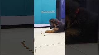 Leo Learn To Stay  German shepherd  Puppy dogs puppy [upl. by Juley]