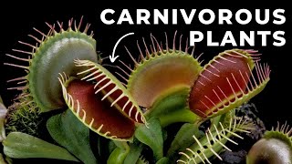 The Fascinating World of Carnivorous Plants A Deep Dive [upl. by Yak]