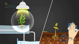 Hydroponics Soi Farm  Explainer Video  Motion Graphics  By Creative Splash [upl. by Airekal203]