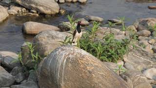 Redwattled lapwing lapwing birds birdsvideo nature drsopticalemotions [upl. by Eulau]