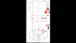 Lateral spino thalamic tract [upl. by Jania]