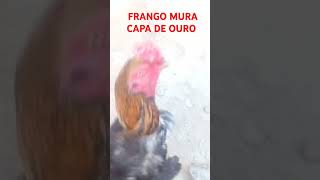 FRANGO FOGOSO CAPA DE OURO❤ [upl. by Nyhagen]