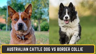 Why I Chose a HEELER Over a Border Collie [upl. by Orth]