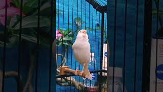 Belgian canary singing everyday birds canarysinging birdslover [upl. by Nameloc]