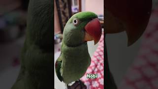 Nobi 💩🤣 cutebird funny birds parrot comedy viralshorts viralshort [upl. by Frederich95]