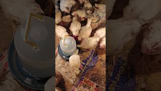 Наші курчата our chickens [upl. by Hoeve]