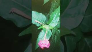 4 oclock mirabilisgule abbas plant beautiful flower plant plant lovers trendingshorts [upl. by Erodaeht]