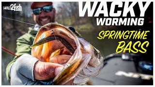 Weightless Soft Plastics  Wacky Rig for Springtime Bass [upl. by Shaddock]