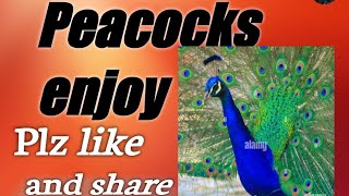 Peacock enjoying peacock breading seasonbeautiful peacock peacock youtubeshorts youtube yt [upl. by Lehcer]