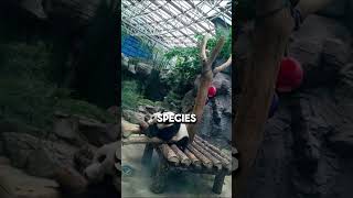 Top 3 Largest Zoos In The World shorts [upl. by Petuu]