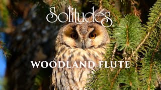 Dan Gibson’s Solitudes  A Curious Visitor  Woodland Flute [upl. by Eciryt766]