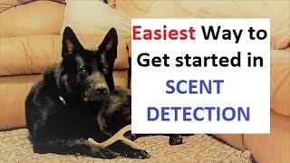 How to Train a Dog to Find ANY scent K91com [upl. by Ysabel]