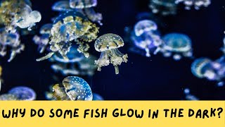 Why Do Some Fish Glow in the Dark [upl. by Tterrag]