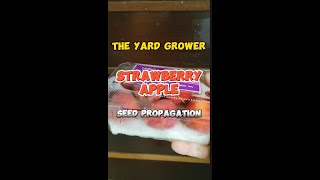 How to propagate strawberry apple by seed germinationhowto propagation appletree seedgermination [upl. by Naejeillib]