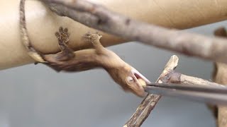 crested gecko lizard babies [upl. by Ajup]