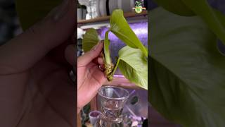 DAY 05  Neon Pothos Propagation pothos thegreenearth plants [upl. by Berns]