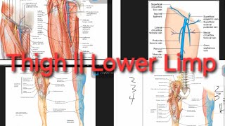 Femoral NerveArteryVein Profunda femoris Artery  Saphenous Nerve  Lower Limp [upl. by Pestana]