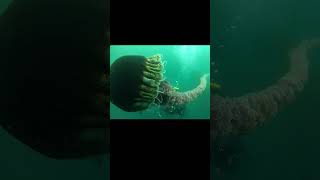 INCREIBLE medusa GIGANTE short medusagigante animales [upl. by Yehtomit]