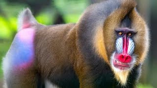 Mandrill monkey  Mandrillus sphinx [upl. by Nart289]