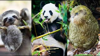 Top 10 stupidest animals  Animals That You Dont Want to see [upl. by Columbine]